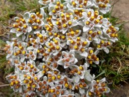 Helichrysum lineatum leaves and flowerheads